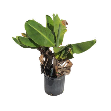 Truly Tiny Banana Dwarf Tree